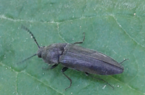 Elateridae: Cydnopus sp. (cfr.)